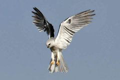 White-tailed Kite